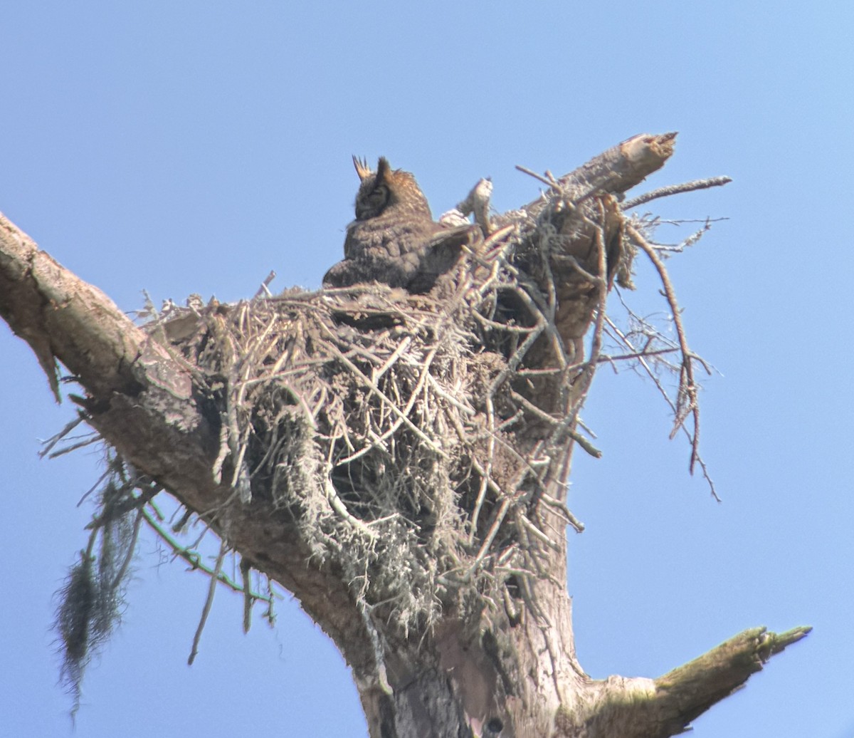 Great Horned Owl - Anonymous