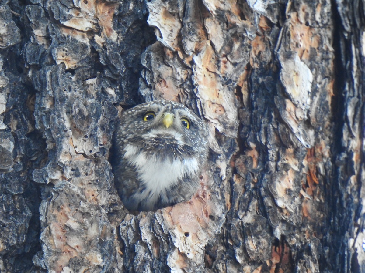Northern Pygmy-Owl - ML616299641