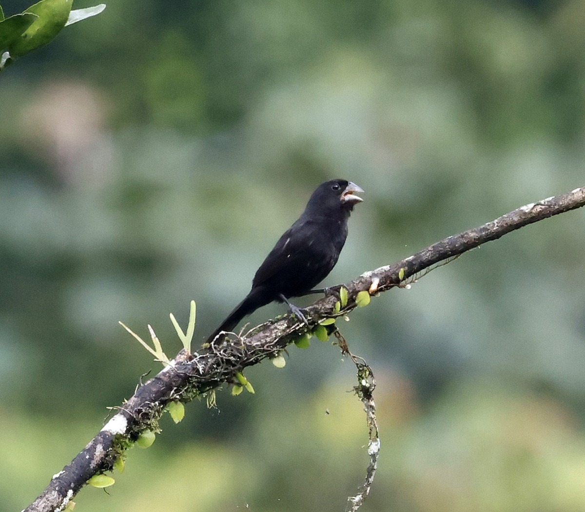 Sporophile à bec fort - ML616299693