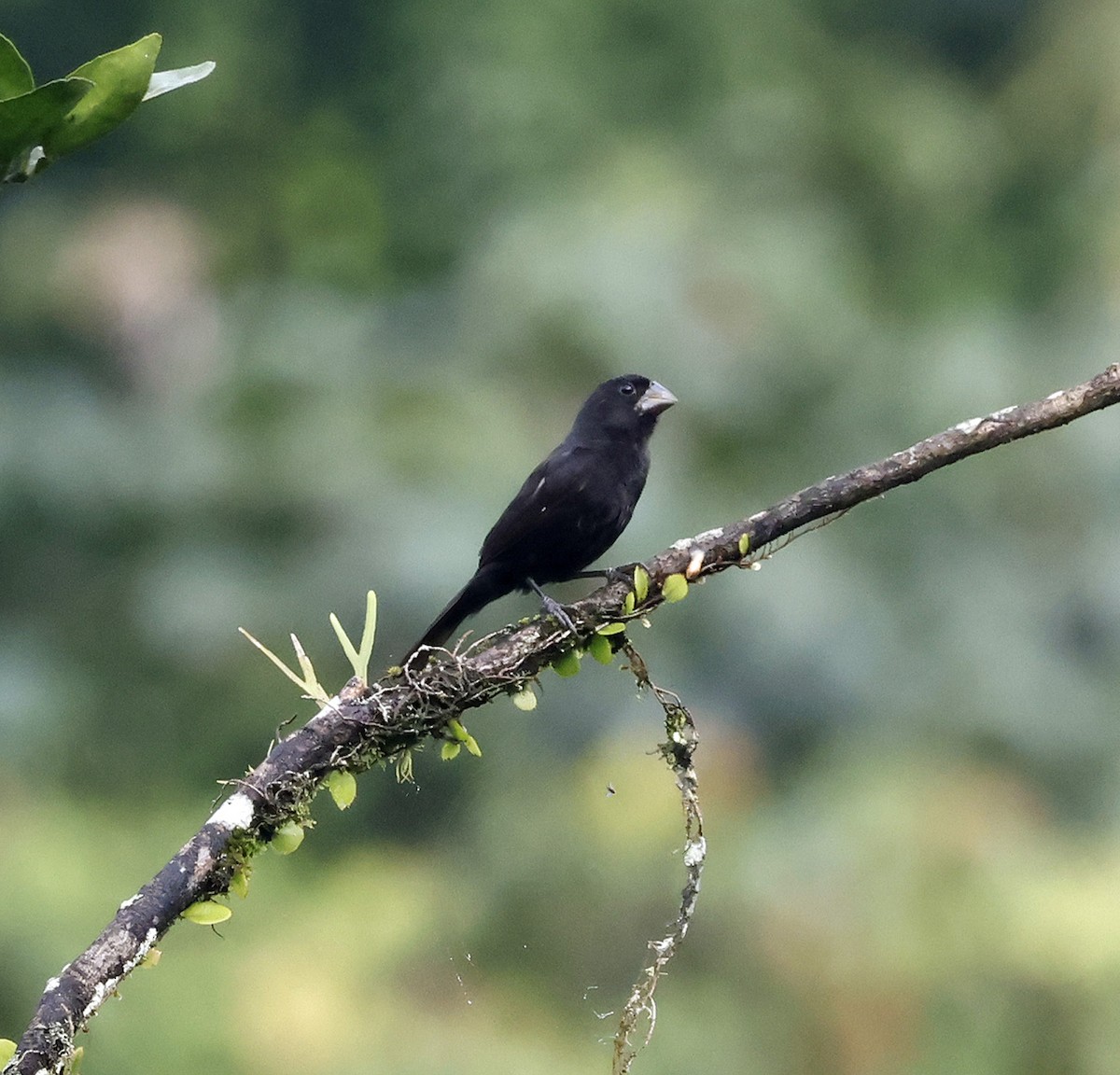 Sporophile à bec fort - ML616299701