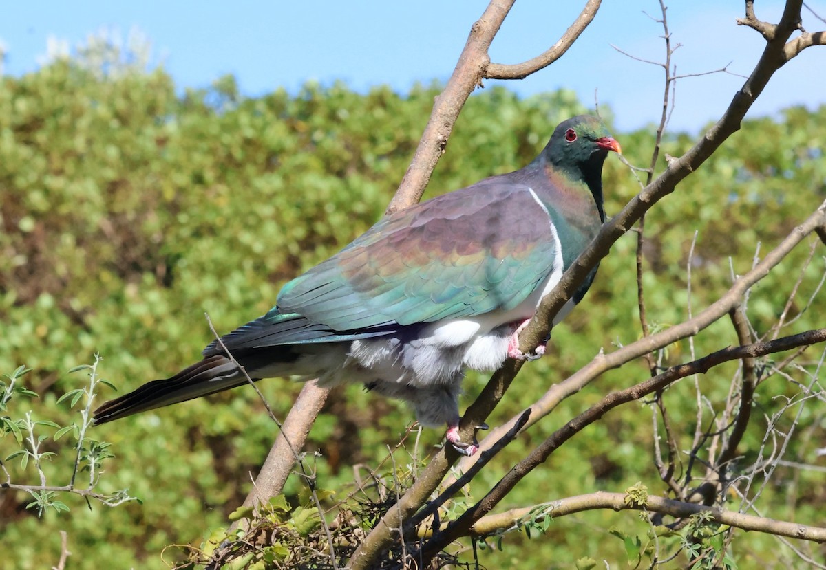 New Zealand Pigeon - ML616299710