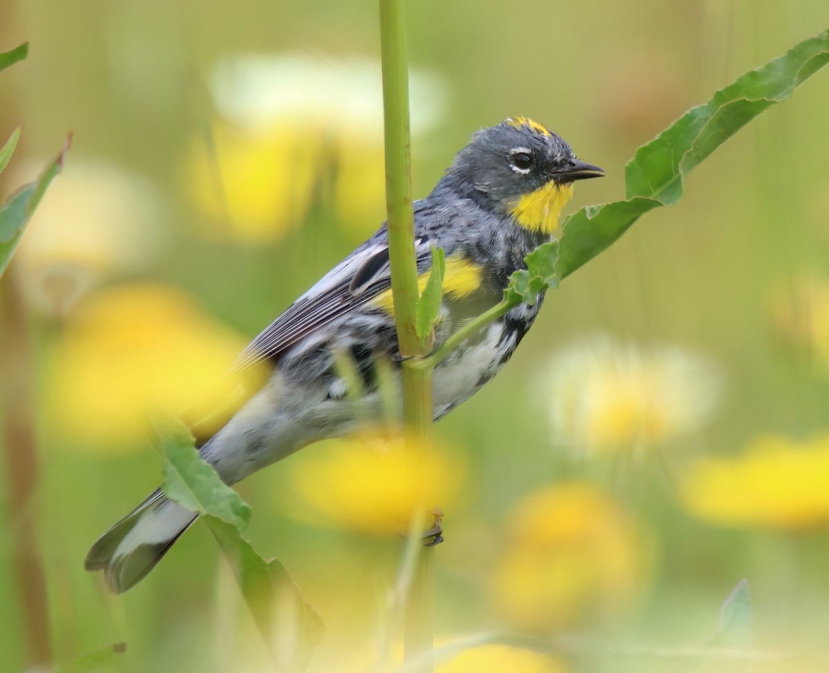 Yellow-rumped Warbler - ML616299725