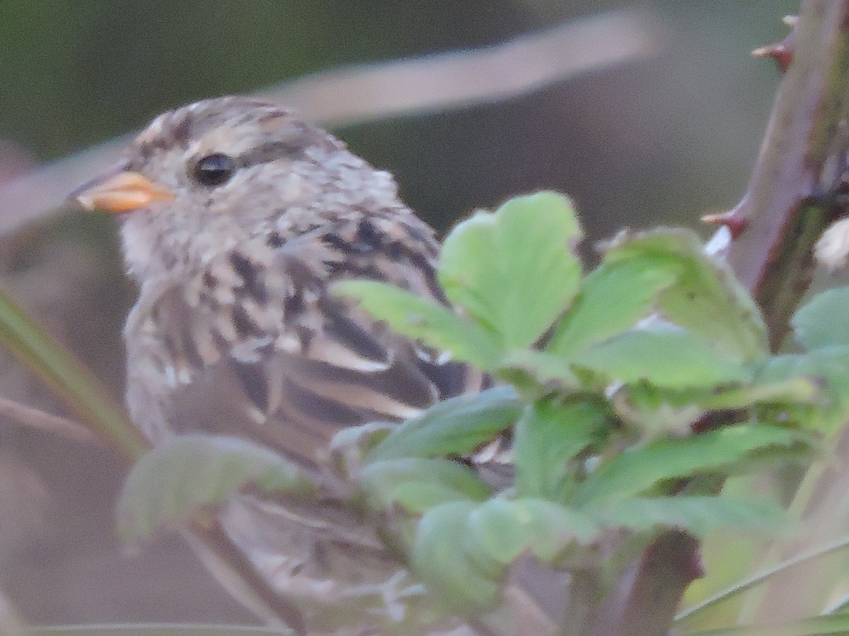 White-crowned Sparrow - ML616299726