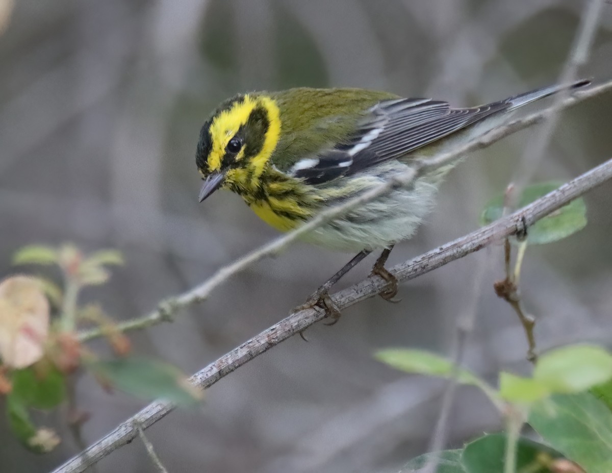 Townsend's Warbler - ML616299732