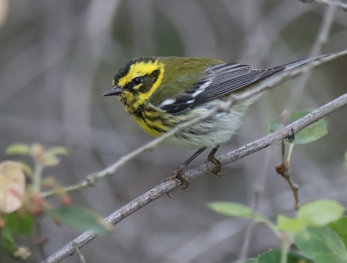 Townsend's Warbler - ML616299733