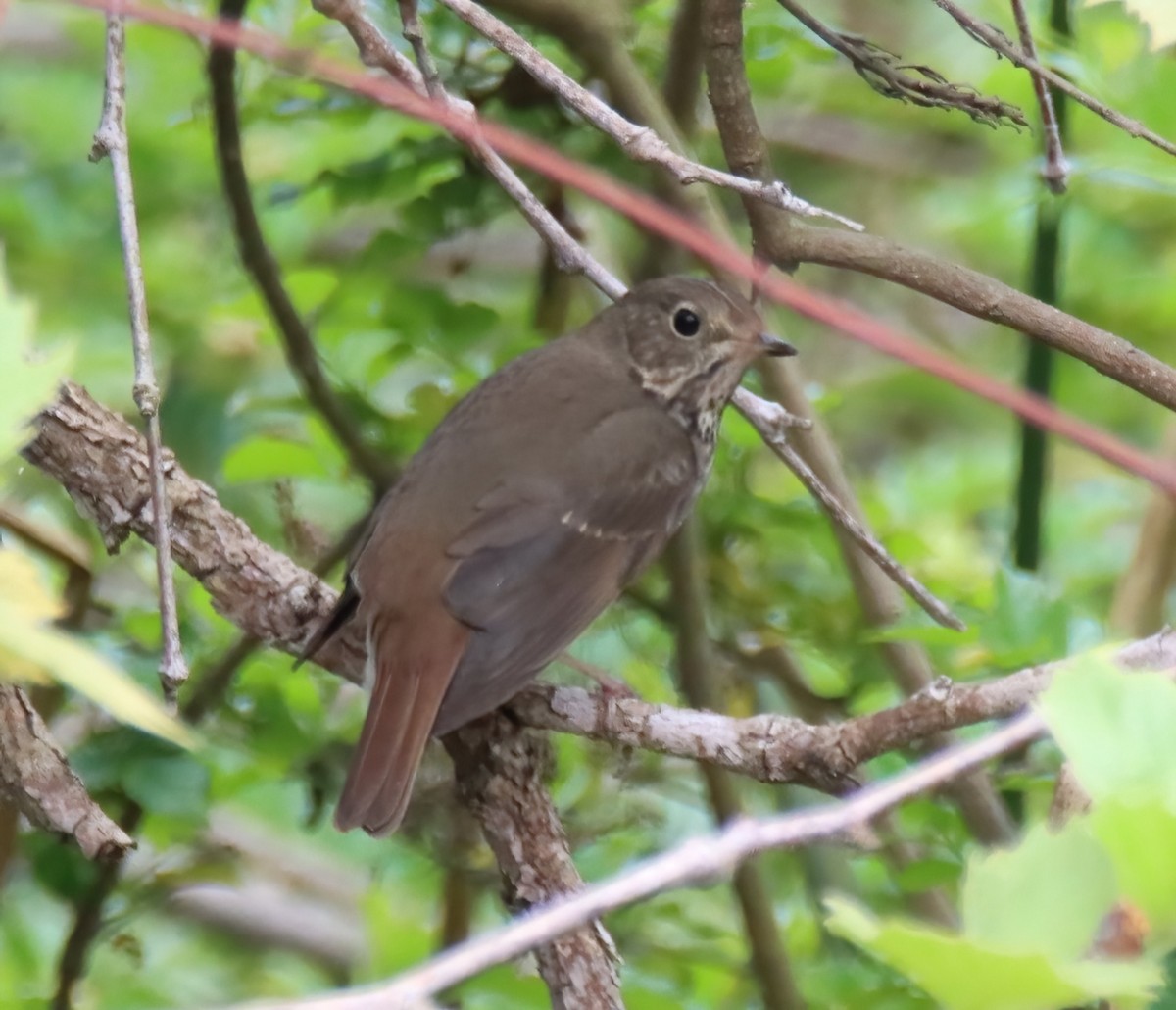 Hermit Thrush - ML616299740