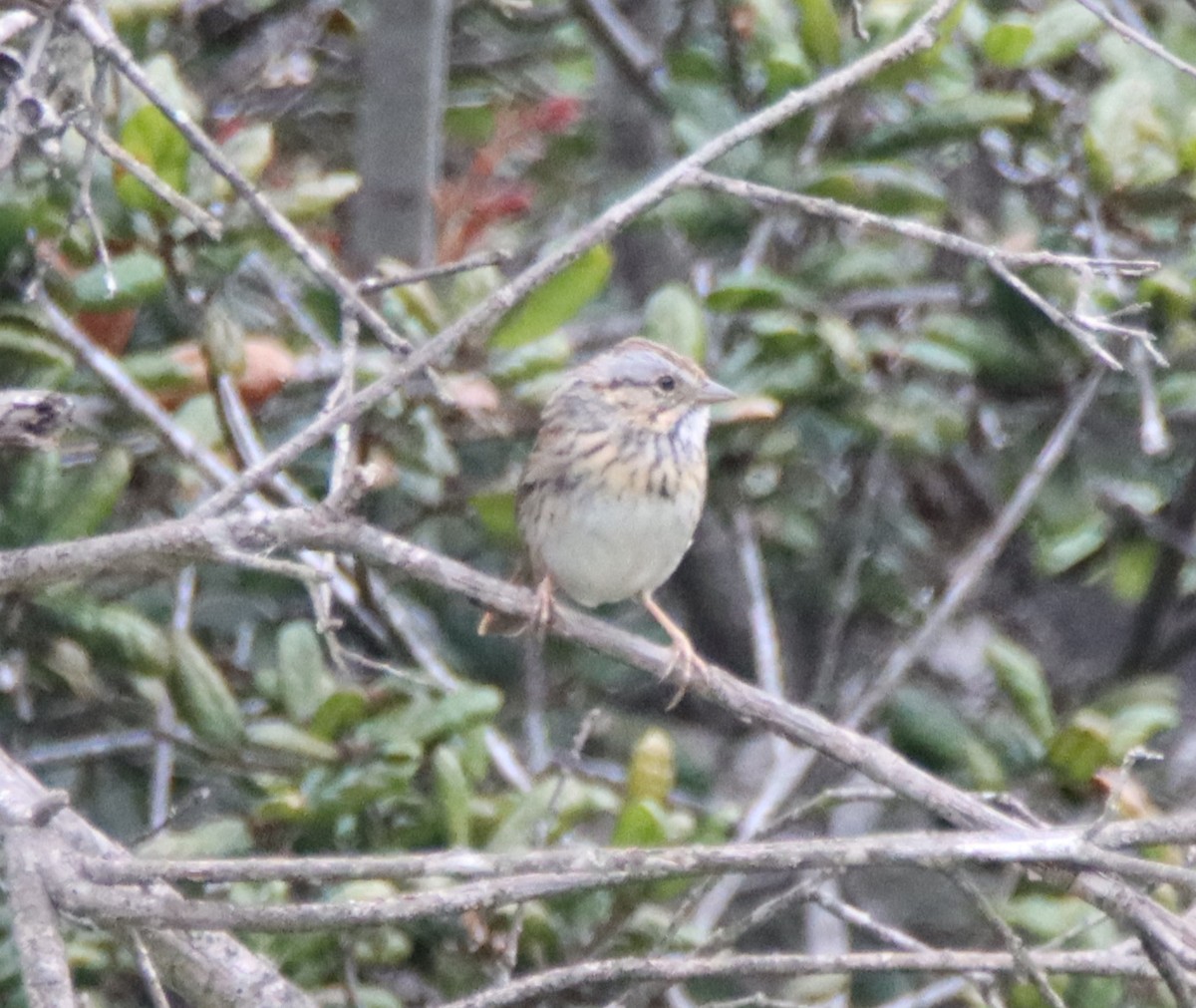 Lincoln's Sparrow - Sally Veach