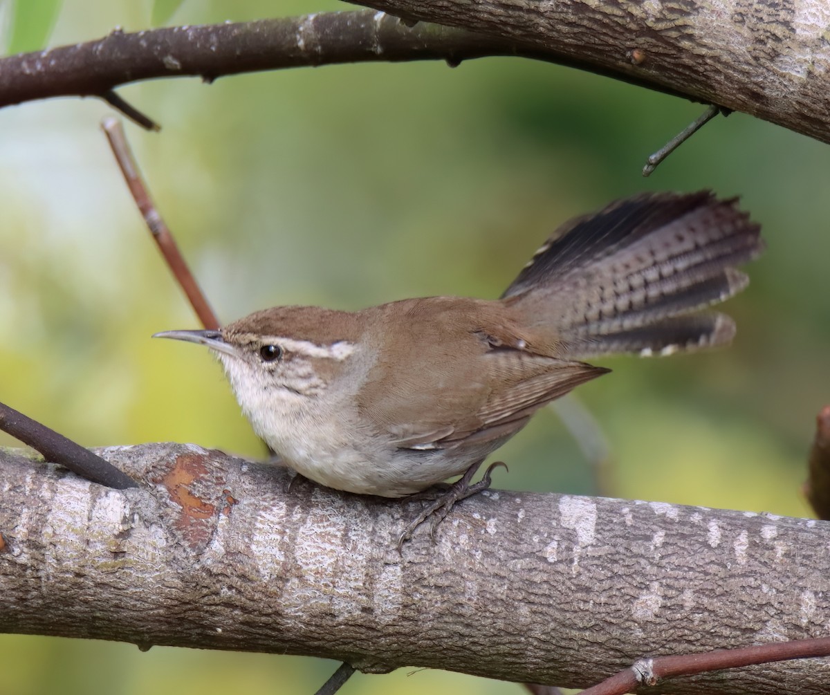 Bewick's Wren - ML616299760