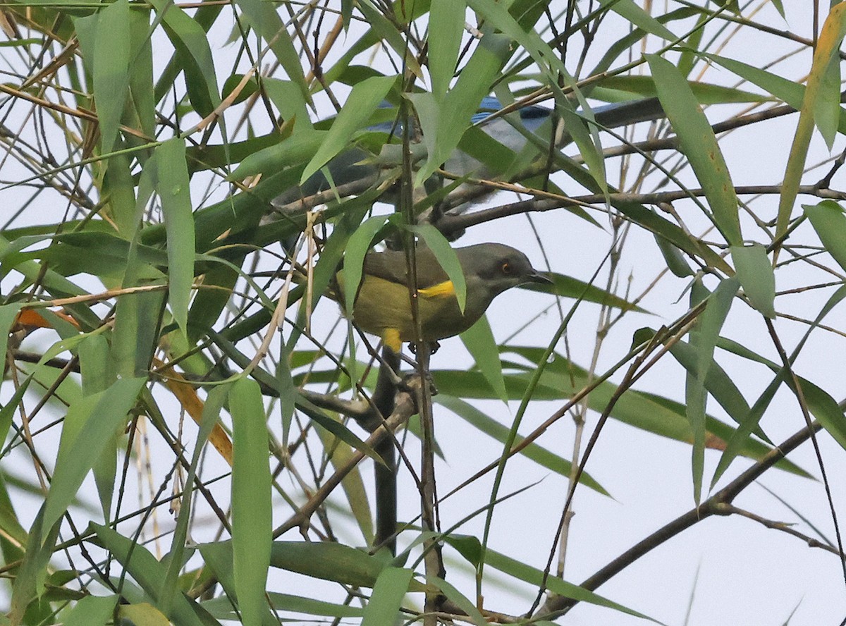 Dacnis à coiffe bleue - ML616299776