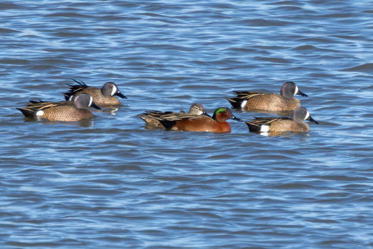 Cinnamon x Green-winged Teal (hybrid) - Tobin Brown