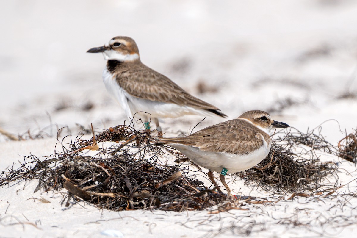 Wilson's Plover - ML616299794