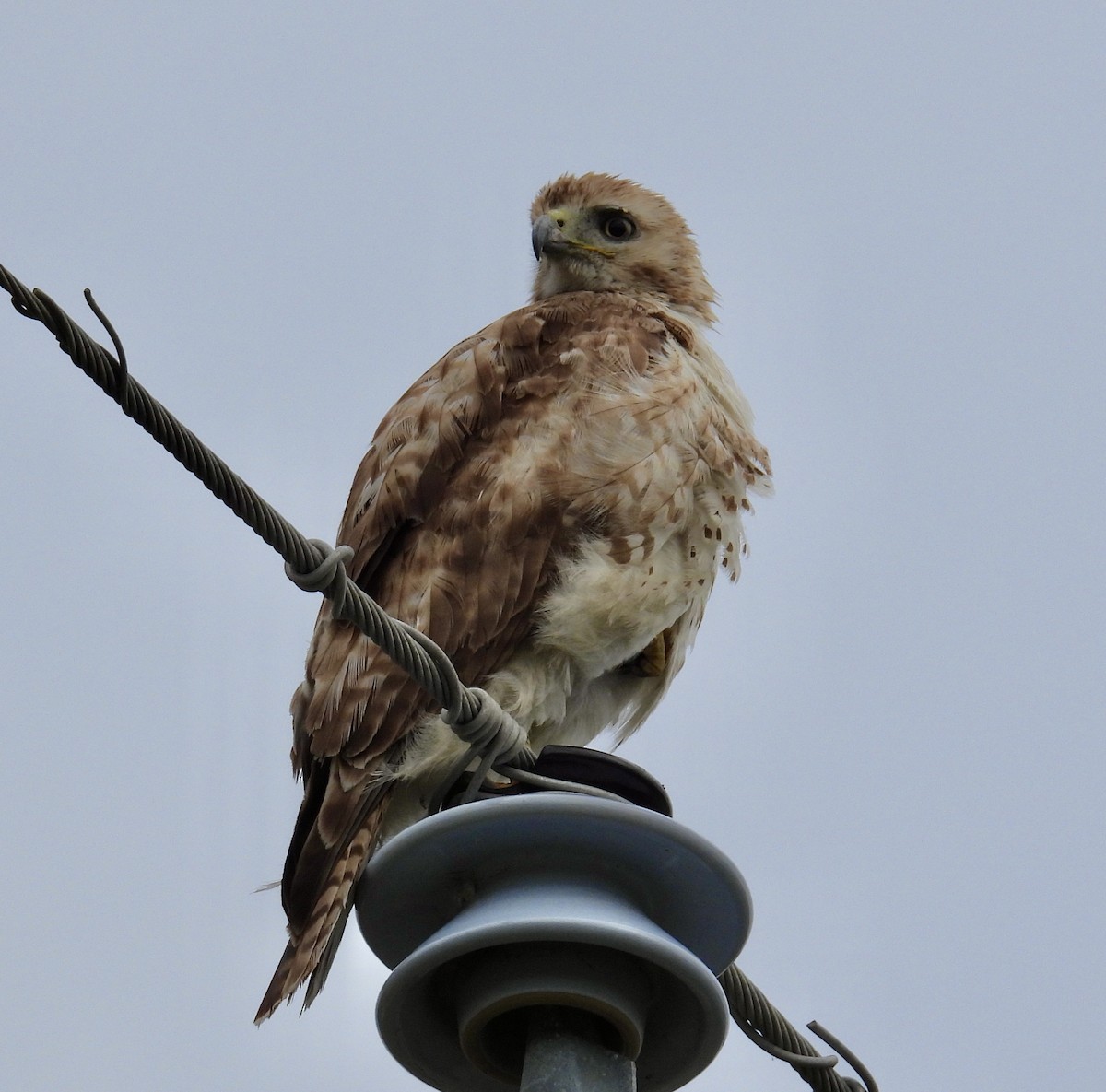 Rotschwanzbussard - ML616299815