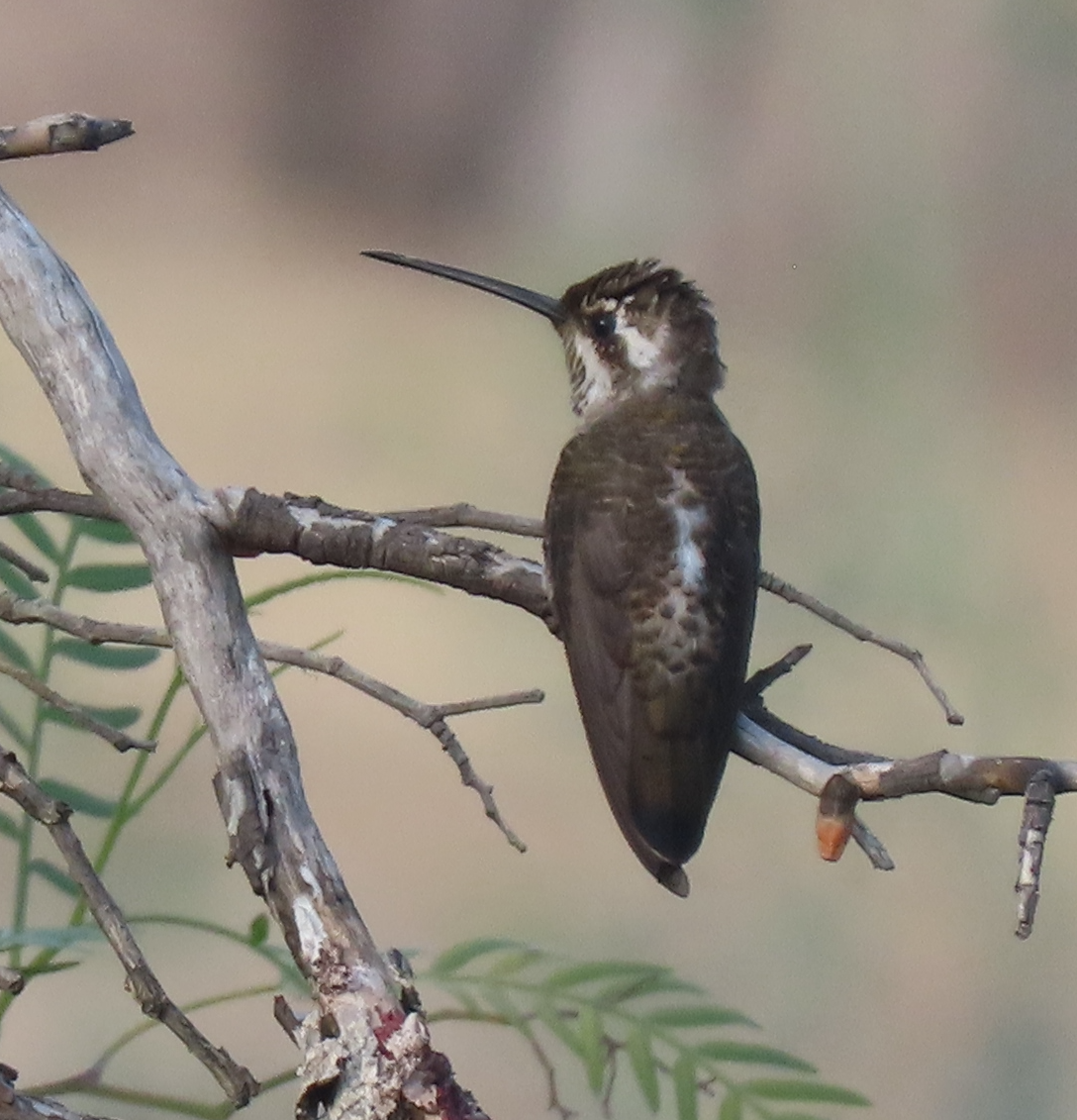 Plain-capped Starthroat - ML616299829