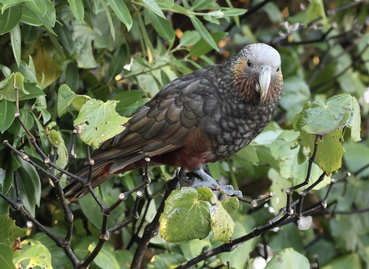 New Zealand Kaka - ML616299835