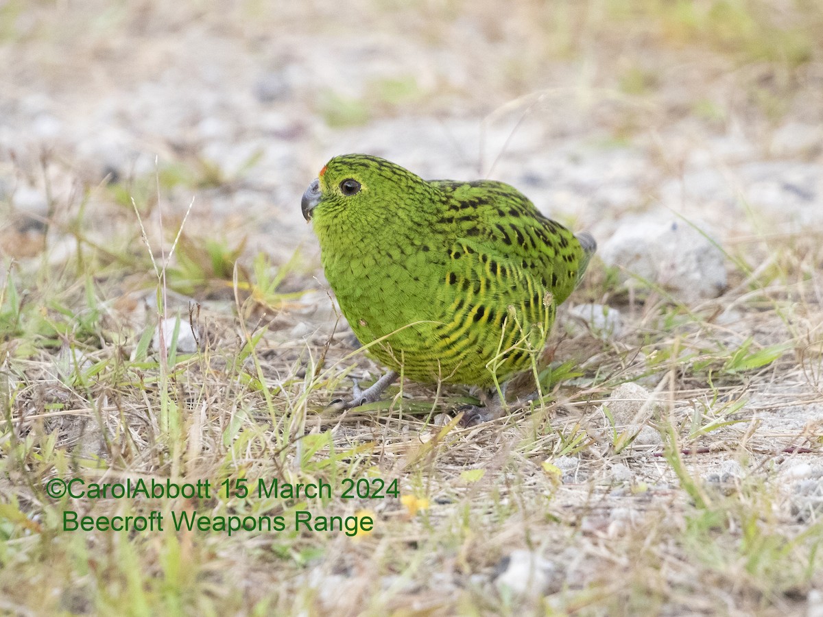Ground Parrot - ML616299847