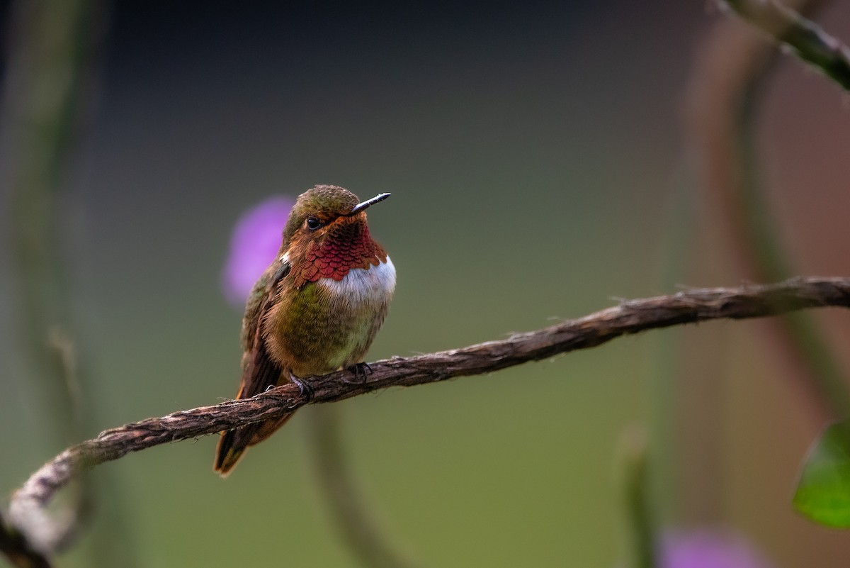 Scintillant Hummingbird - ML616299849