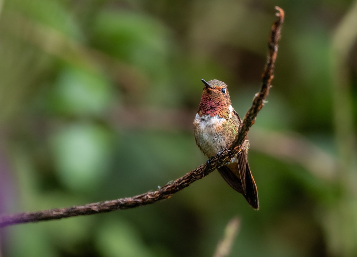 Colibrí Centelleante - ML616299853