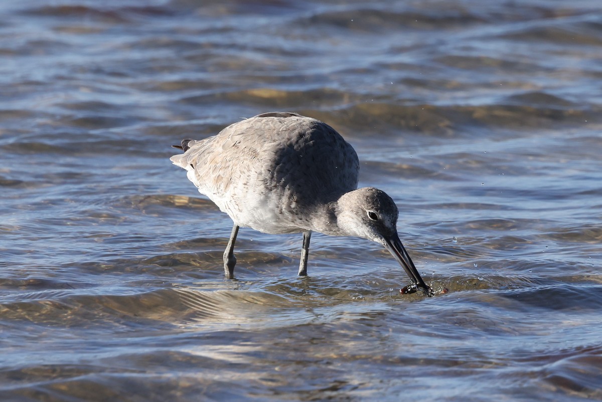 Willet - ML616299885