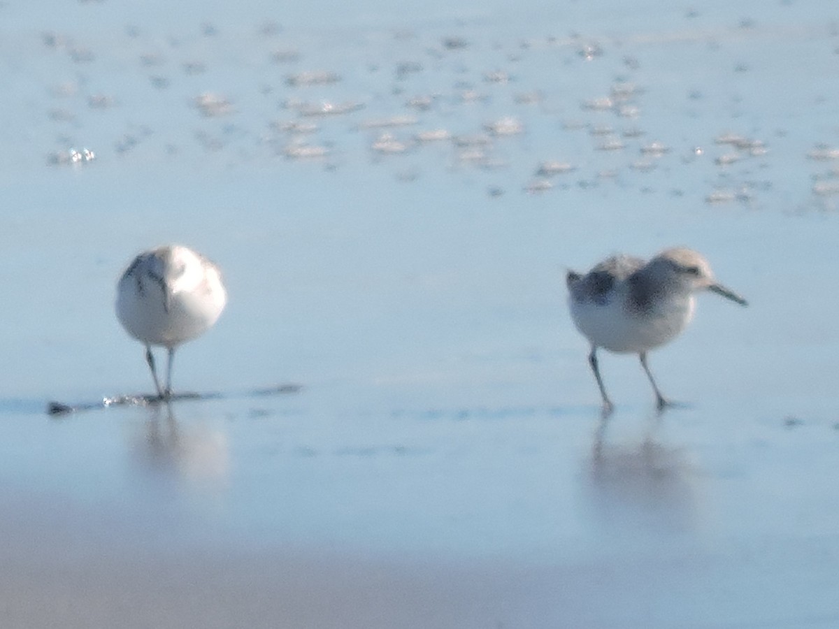 Sanderling - ML616299904