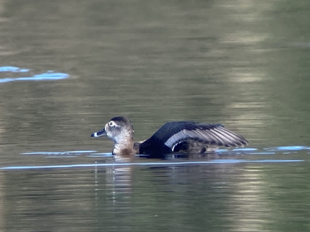 Ring-necked Duck - Brian McCloskey