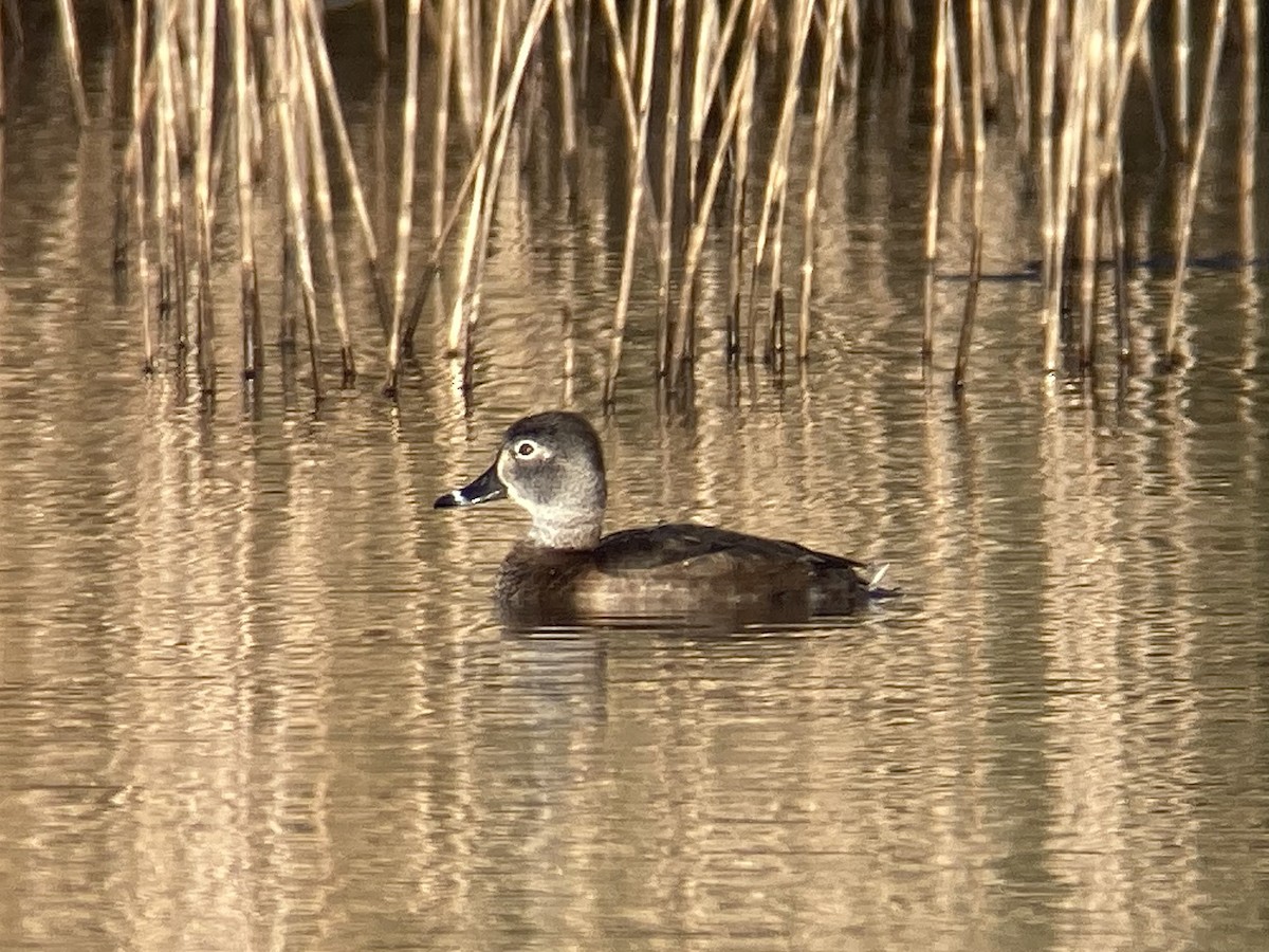 Ring-necked Duck - Brian McCloskey