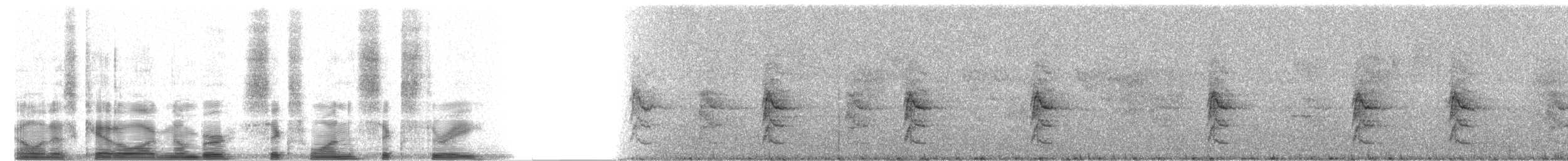 Green Hermit - ML6163