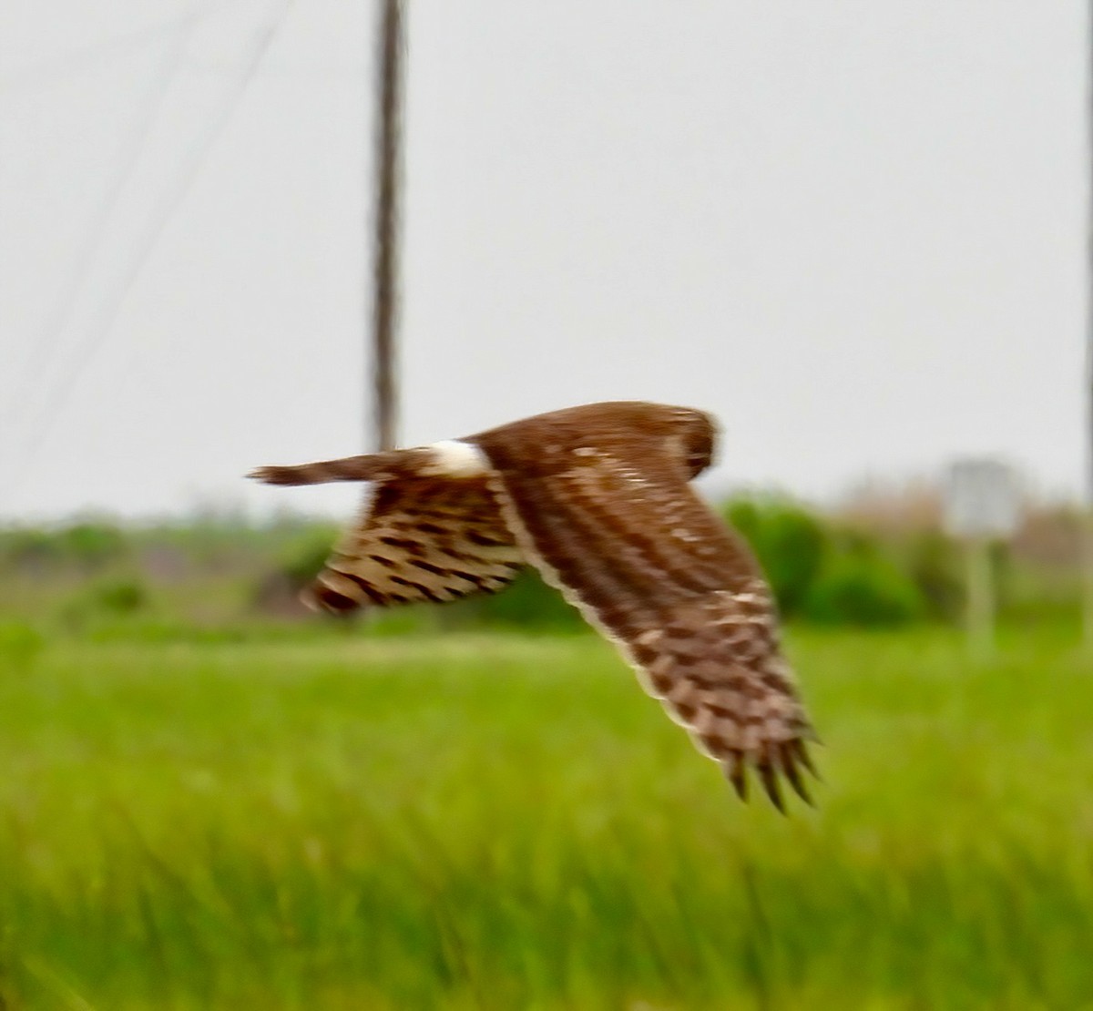 Northern Harrier - ML616300049