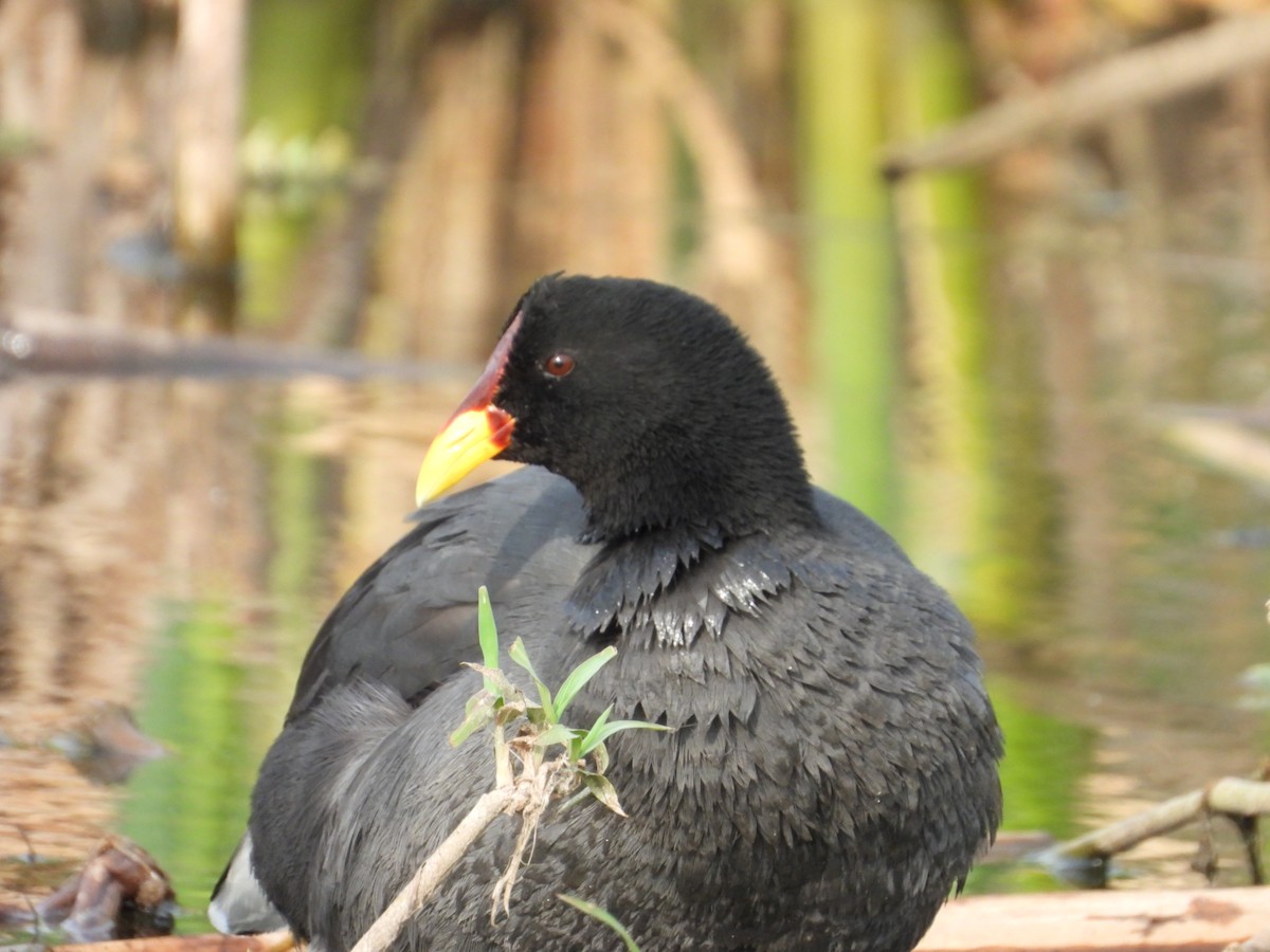 Red-fronted Coot - ML616300051