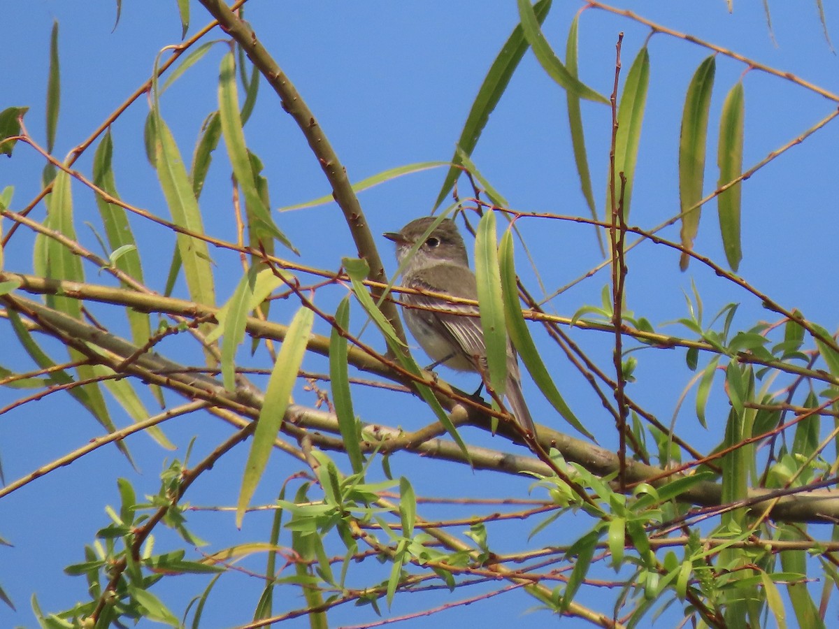 Least Flycatcher - ML616300068