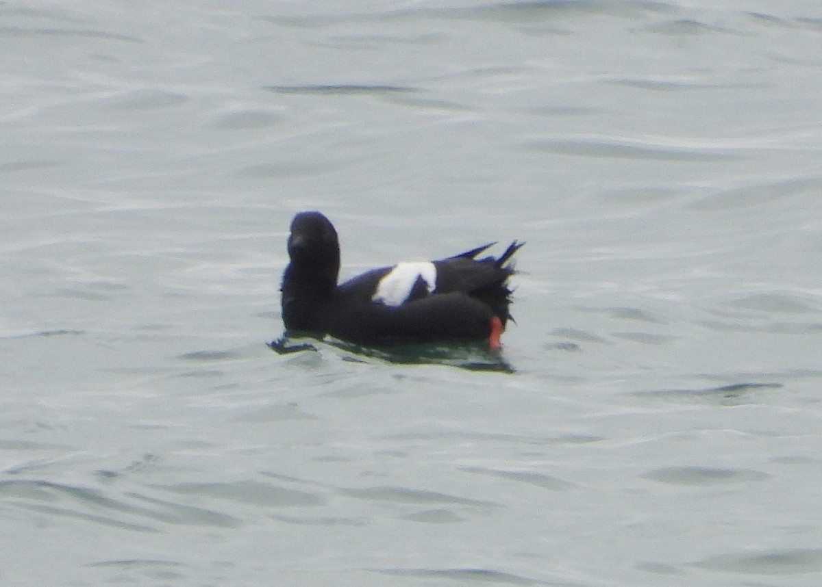 Pigeon Guillemot - Joan Grant