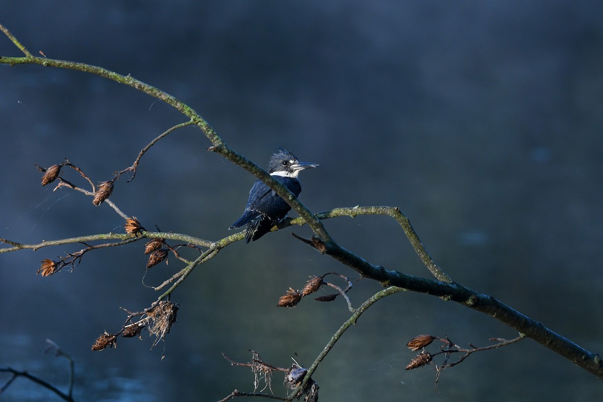 Belted Kingfisher - ML616300105