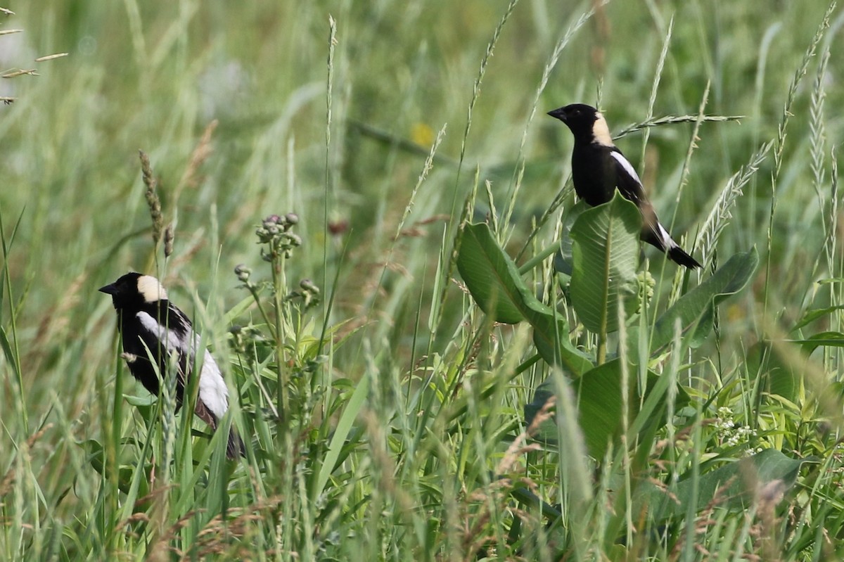 bobolink americký - ML61630011