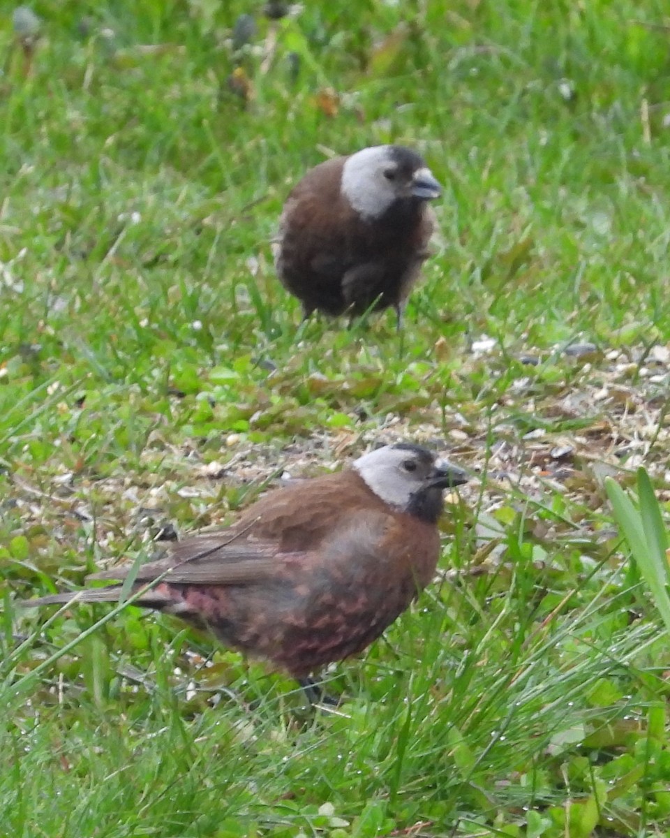 Gray-crowned Rosy-Finch (Aleutian and Kodiak Is.) - Nick Komar