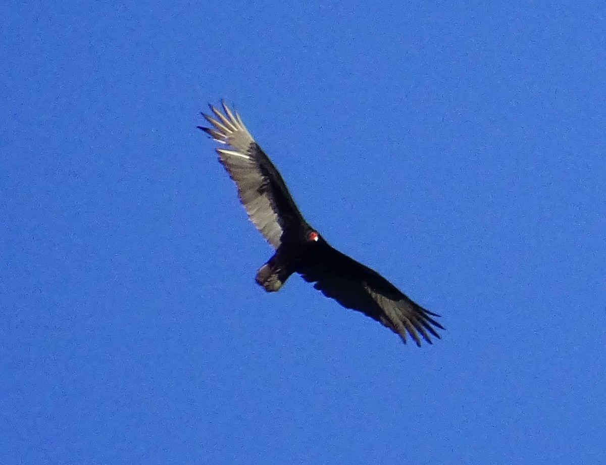Turkey Vulture - ML616300153