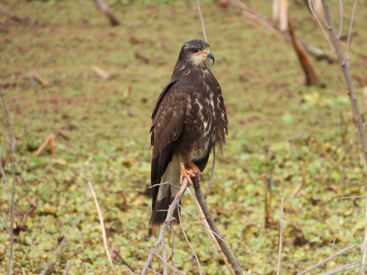 Snail Kite - ML616300161