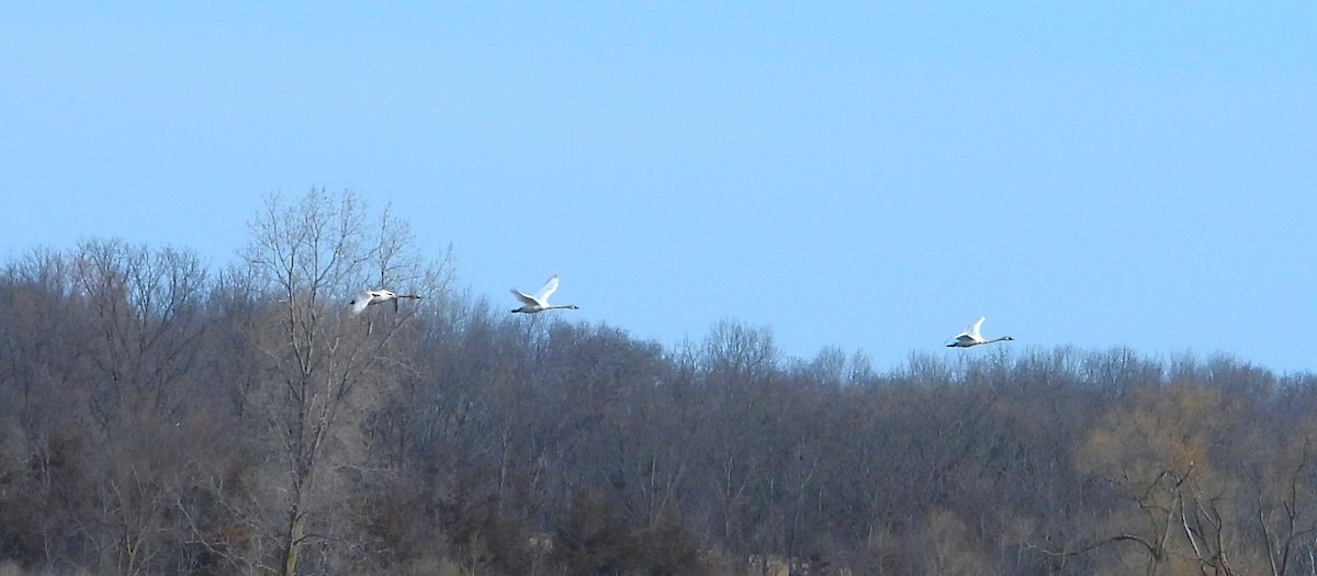 Trumpeter Swan - ML616300169