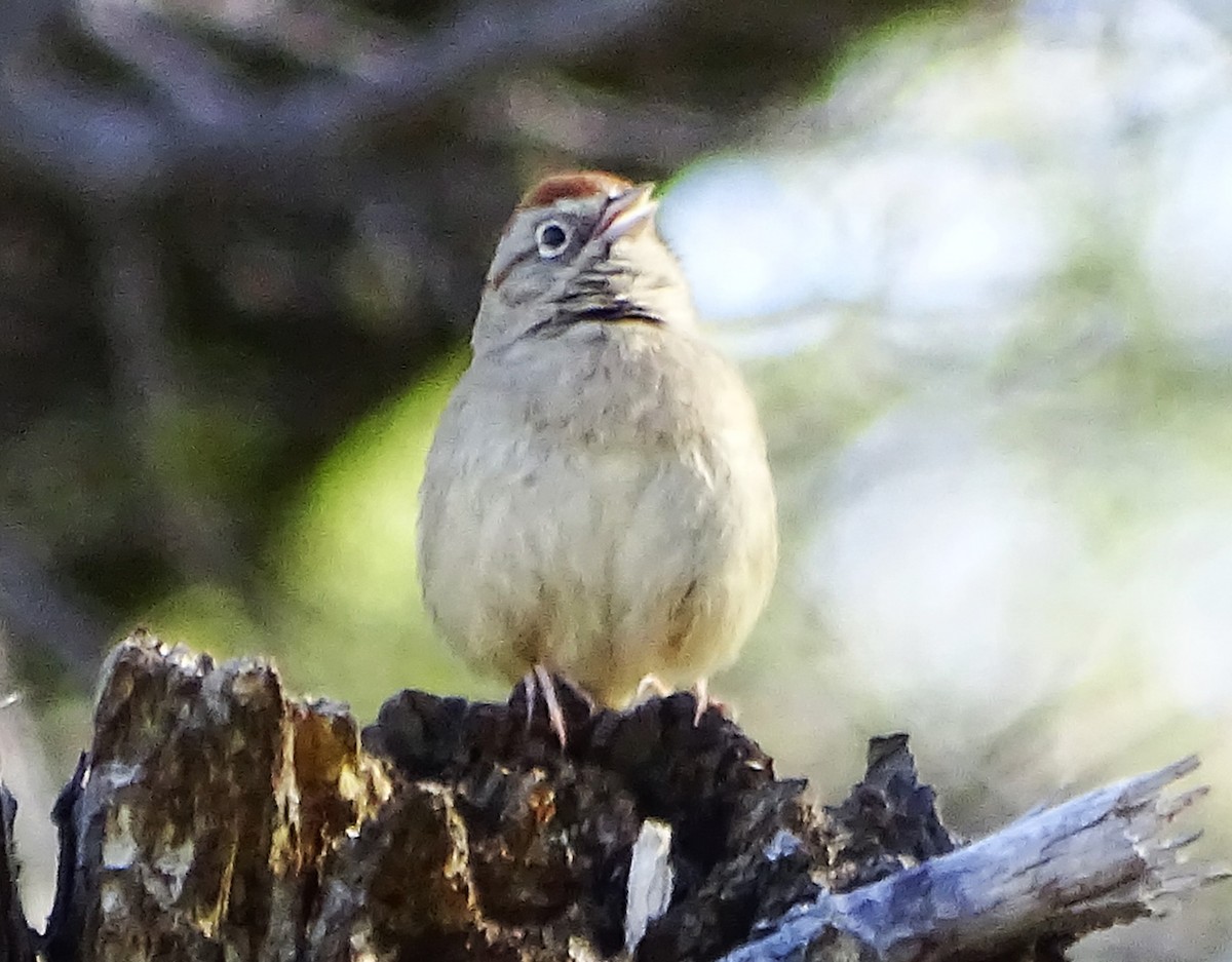 Rufous-crowned Sparrow - ML616300203