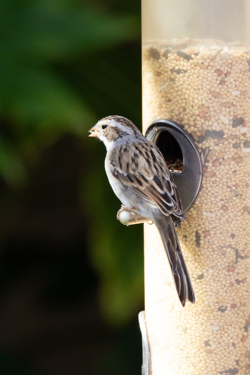 Clay-colored Sparrow - ML616300221