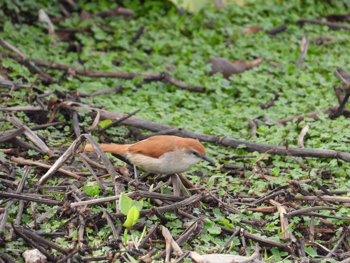 Yellow-chinned Spinetail - ML616300239