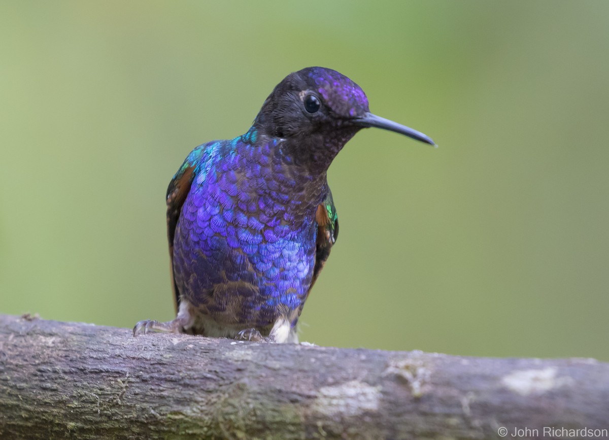 kolibřík hyacintový - ML616300244