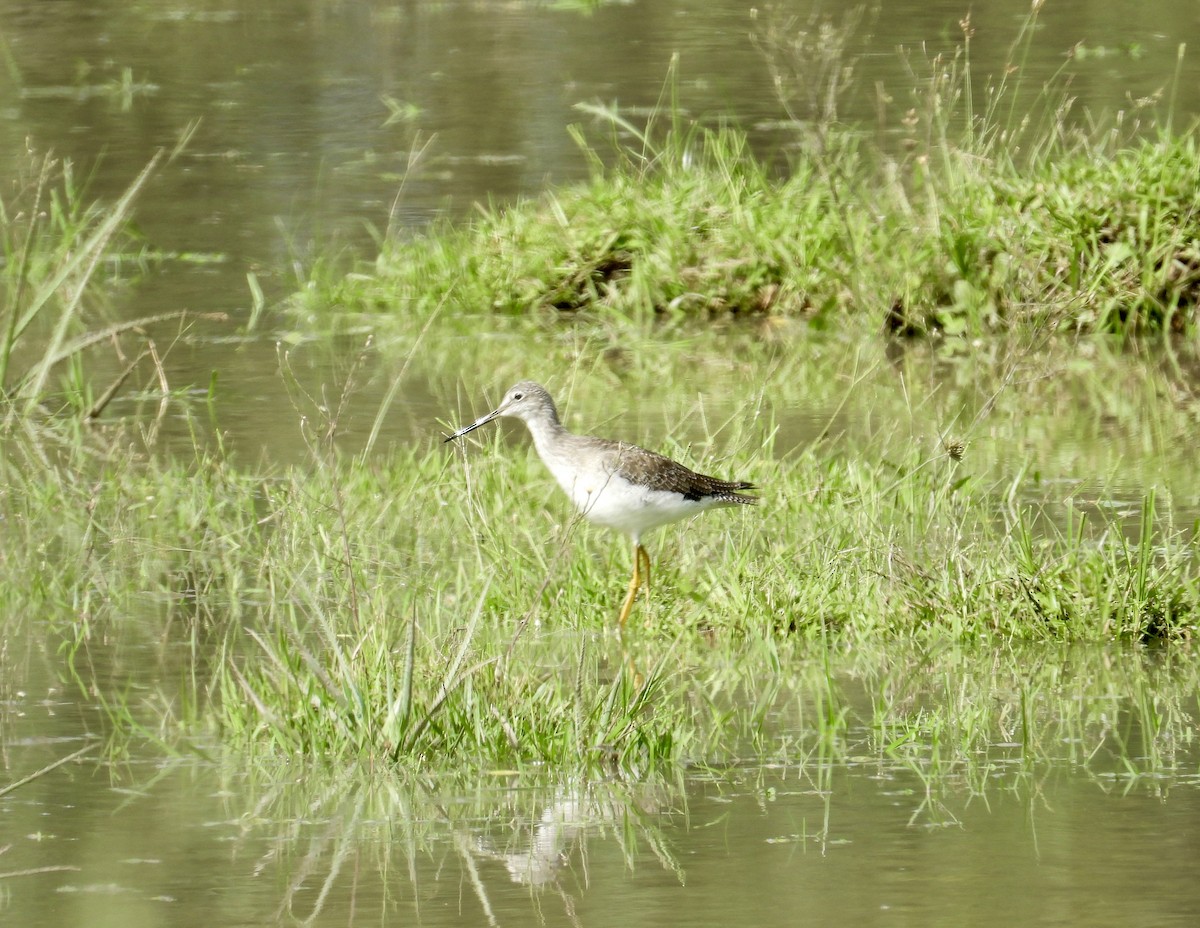 Lesser Yellowlegs - ML616300256