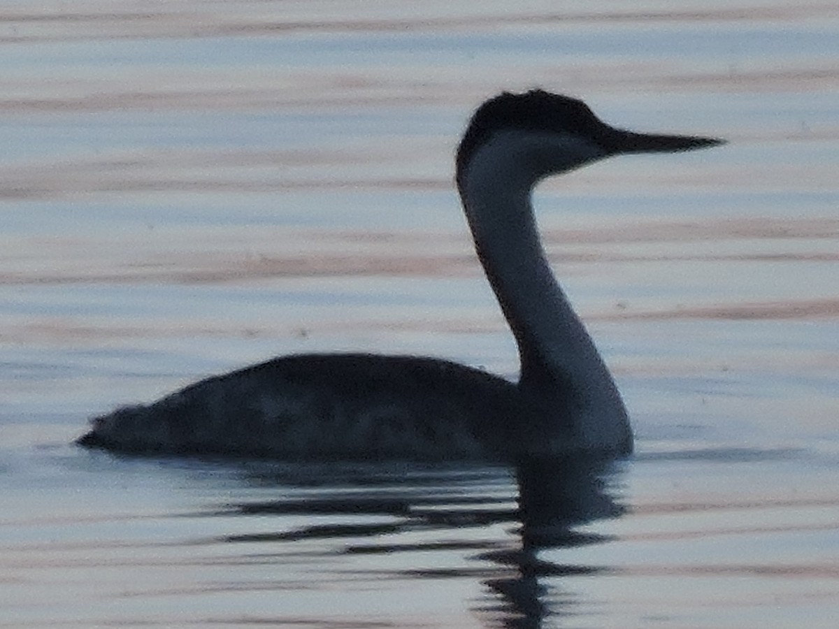 Western Grebe - Gary Hantsbarger