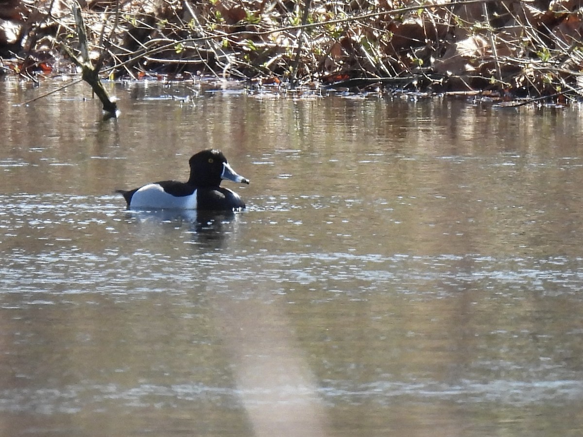 Ring-necked Duck - ML616300298