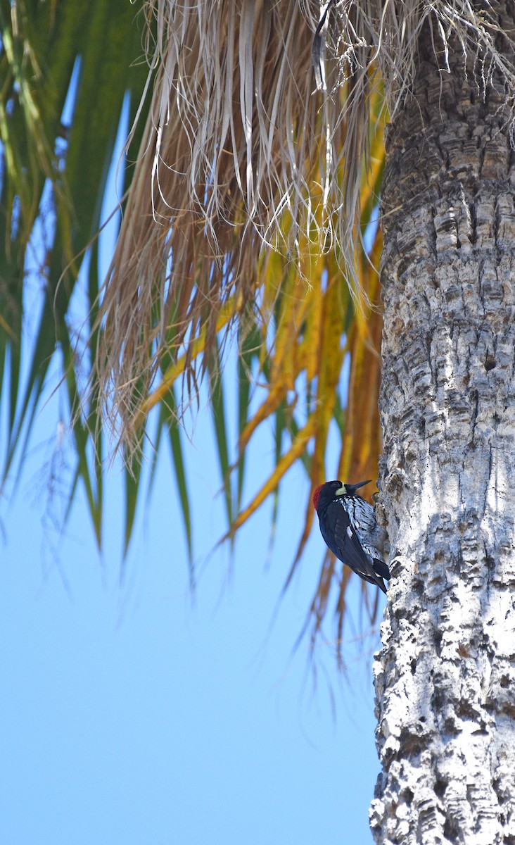 Acorn Woodpecker - ML616300319