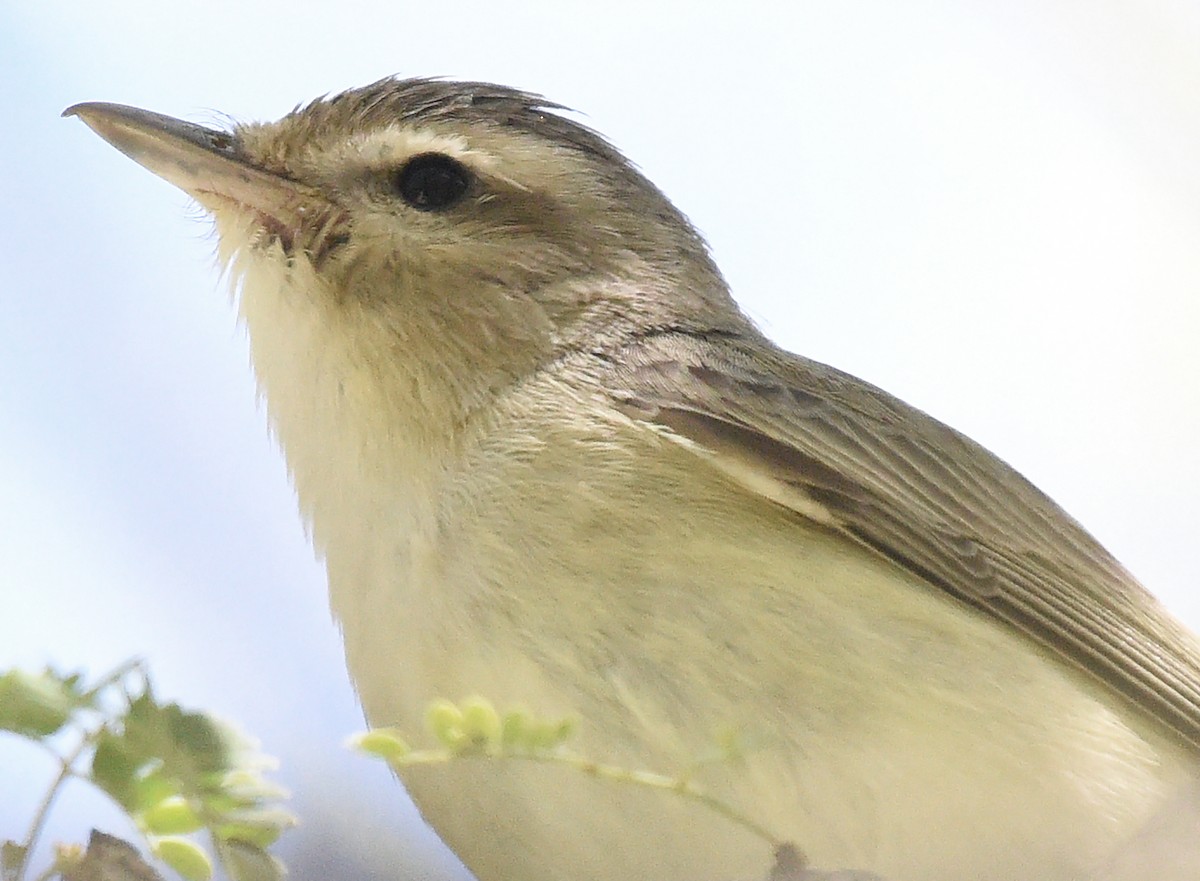 Warbling Vireo - ML616300326