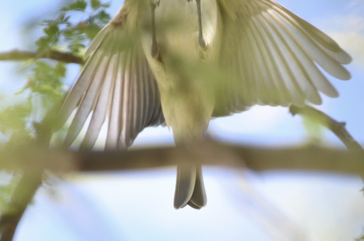 Warbling Vireo - Steven Mlodinow