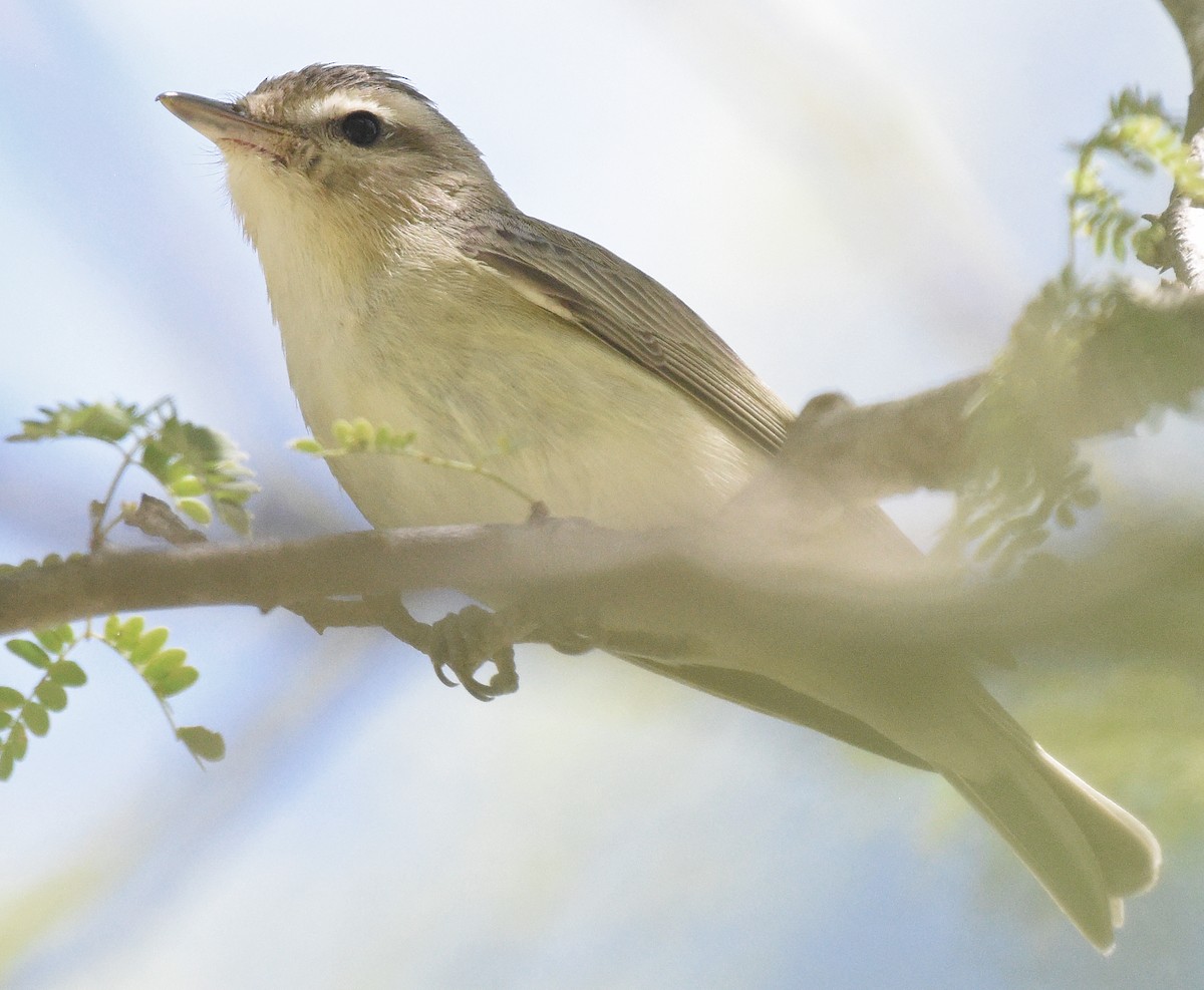 Warbling Vireo - Steven Mlodinow