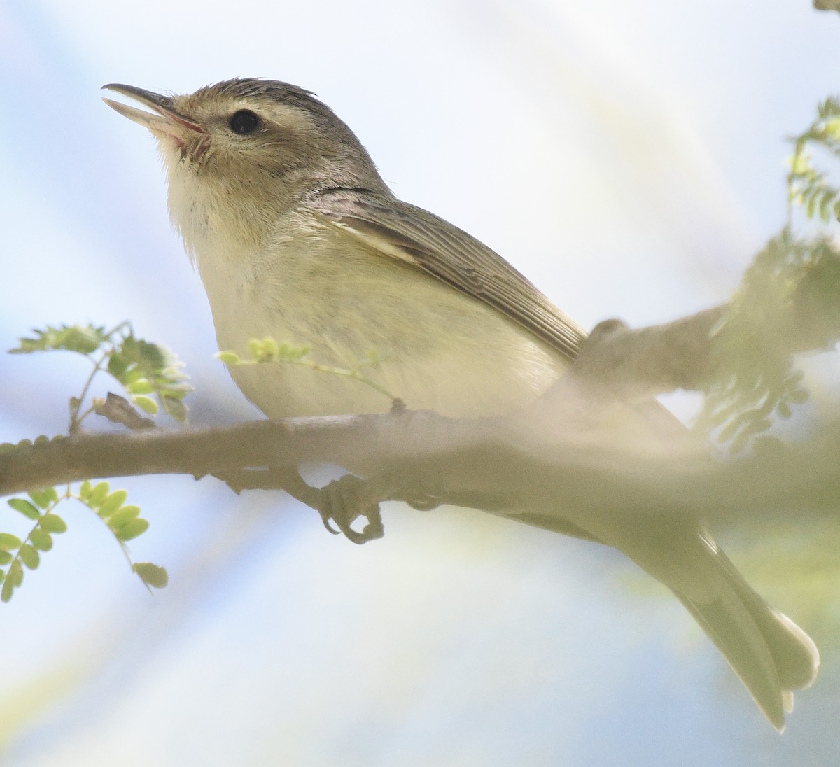 Warbling Vireo - ML616300330