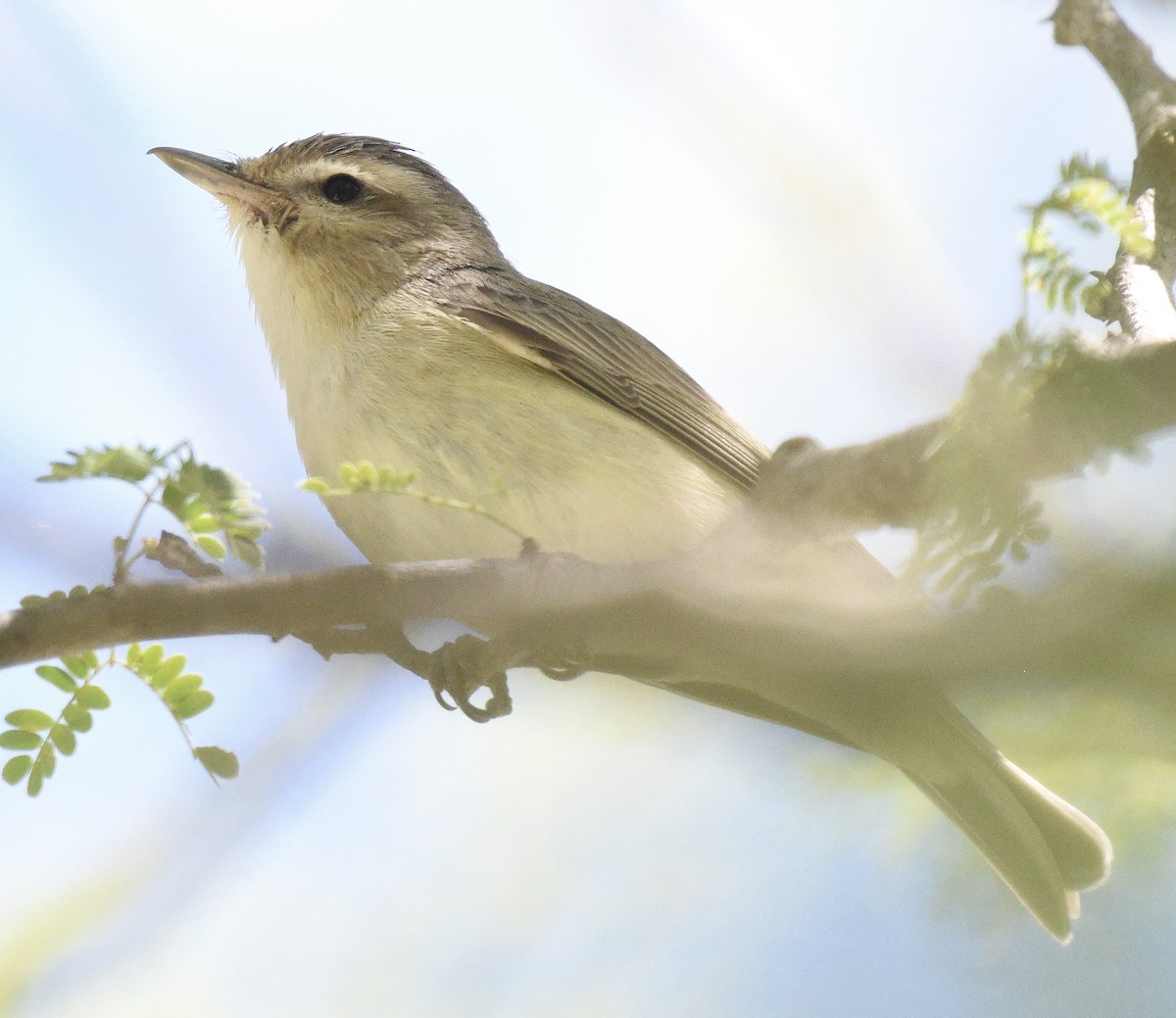 Sängervireo - ML616300331