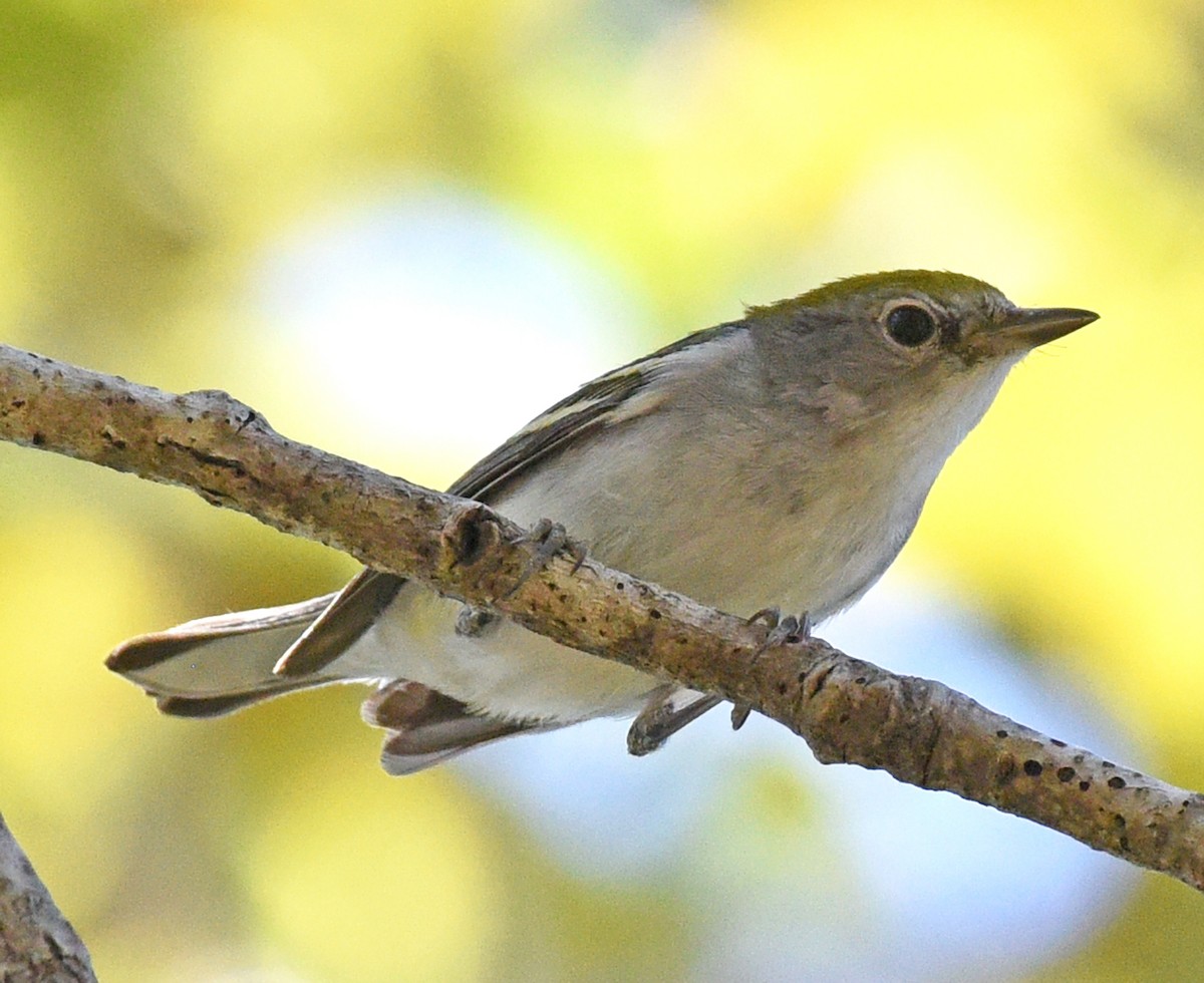 Chestnut-sided Warbler - ML616300400